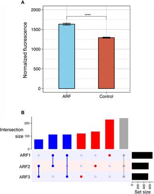 Mapping Autoantibodies in Children With Acute Rheumatic Fever